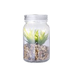 Planta Decorativa - Kyala